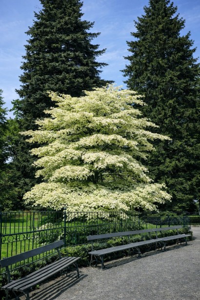 Дерен спірний Варієгата доросле дерево